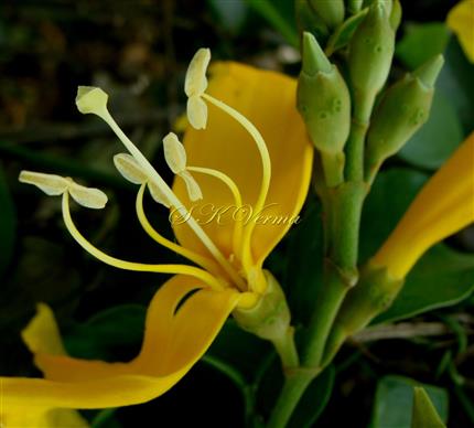  Flower showing Stamens, Staminode and Pistil